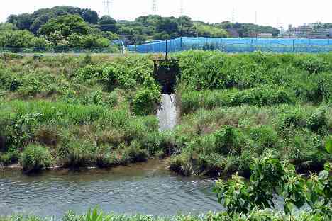 鶴見川本流全橋制覇の旅