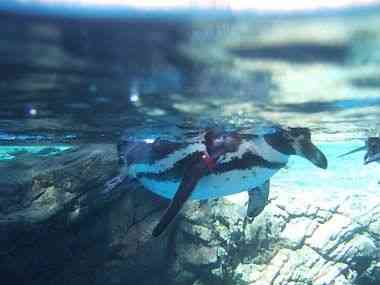 フンボルトペンギン