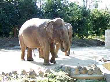 インドゾウ