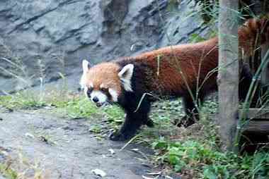 レッサーパンダ