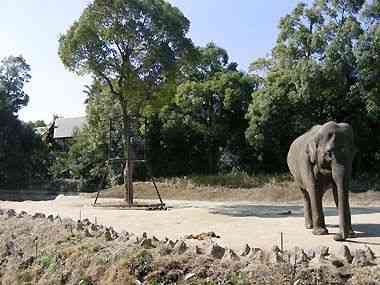 インドゾウ